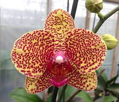 Phalaenopsis Fusheng Sweet Paradise Golden Leopard Ching Her Golden X Leopard Prince Z 20457 Phalaenopsis Growing Orchids Orchids By Hausermann