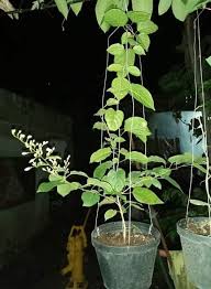 They've become one of the hottest home decor trends that are taking yes, your shower will be pretty humid already, but added plants can help the moisture levels even. Alfer S Halaman For Sale Scented Bridal Shower Vine Facebook