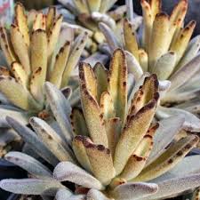 Kalanchoe Tomentosa Chocolate Soldier Succulents Plants House Plants