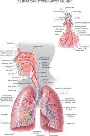I N S T Y H E A L T H Respiratory System Human Respiratory System Human Body Systems