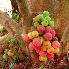 Image result for Ficus sycomorus