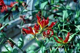 Image result for Gloriosa sessiliflora