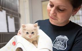Eastern Michigan University police officer rescues abused kitten, now  recovered, playing, and 'purring like it's his job'