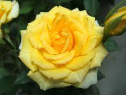 Yellow Rose Images Yellow Rose Wallpapers Hd Pictures Download Hd Flowers Hd Yellow Rose Flower Yellow Roses Rose Wallpaper