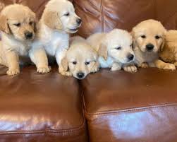 Wide choice in golden retriever puppies direct from experienced breeders, akc registered. K8f Hkhcvzsgim