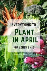 What Seeds You Should Plant In April Zones 3 10 Veg Garden Home Vegetable Garden Growing Vegetables