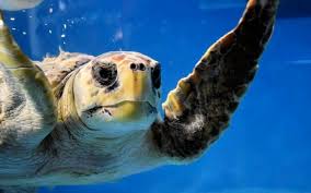 Image result for turtle
