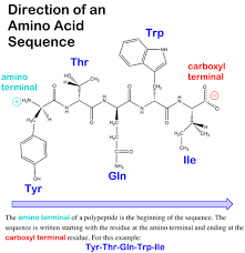 Difference Between Polypeptide And Protein Difference Between