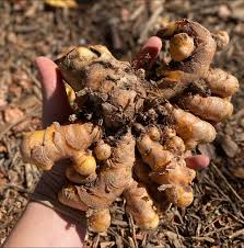 Image result for Afroligusticum runssoricum