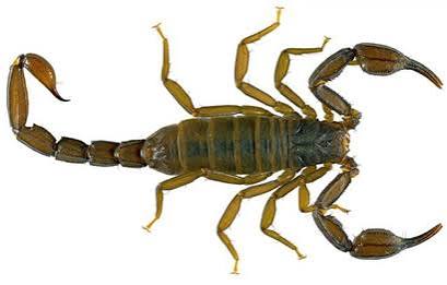 New Scorpion Species Discovered in California