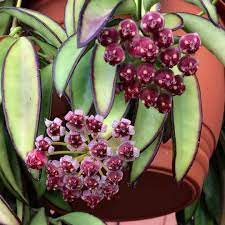 H Kentiana Hoyaplant Flowers Plants Hojya Komnatnyecvety Komnatnyerasteniya Cvety Voskovojplyush Hoya Plants House Plants Plants