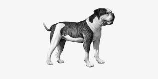 Free counted cross stitch american flag patterns. American Bulldog B W American Bulldog Dog Counted Cross Stitch Pattern Free Transparent Png Download Pngkey