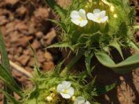 Image result for Crabbea velutina