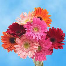 Gerbera Flowers For Sale Gerbera Flower Flowers For Sale Online Wedding Flowers