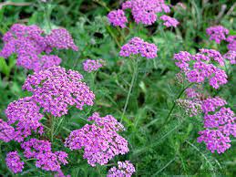 You just have to be. 10 Plants That Help Bees Through The Winter Bc Farms Food