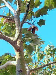 Image result for Brachychiton