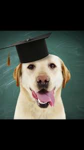 Dog training services in Ipswich area