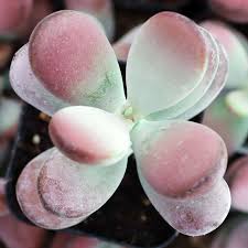 Image result for Cotyledon orbiculata