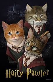 Hpfullweb Jpg Harry Potter Cat Crazy Cats Jenny Park