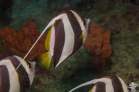 The schooling bannerfish have a smaller snout, bigger eyes and a more rounded breast area. Schooling Bannerfish Facts And Photographs Seaunseen