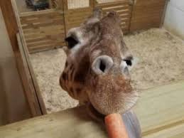 Live Cam Of April The Giraffe Baby Calf Goes Dark Watch An Adorable Replay Giraffe Animal Adventure Park April Giraffe