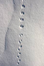 Animal Tracks In The Snow Rogerswinterwhites Snow Animals Animal Tracks Deer Tracks