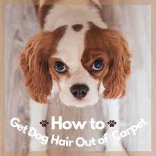 To effectively control dog hair on wood, laminate, or tile floors, sweep frequently using a microfiber or electrostatic dry mop to trap hair instead of a vacuum that tends to blow the hair around. How To Get Dog Hair Out Of Carpet Dengarden