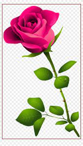 16 romantic love rose flowers. Rose Flower Rose Flower Images P Amazing Pink Rose Happy Rose Day Image Download Free Transparent Png Clipart Images Download