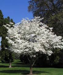 Flowers are small white or slightly greenish produced in clusters in spring. Cornus Florida White Flowering Dogwood College Of Agriculture Forestry And Life Sciences Clemson University South Carolina