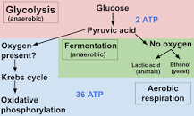 Image result for in which process of cellular respiration is water produced