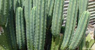 They grow especially fast and fragrant around the summertime, sprouting white flowers. San Pedro Cactus Care Tips On Growing The Trichocereus Pachanoi