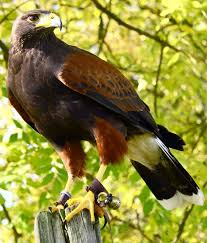 Echo Looking Proud By Neil Anderson 500px Raptors Bird Beautiful Birds Birds Of Prey