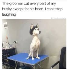 Oh Gosh Minipet Online Pet Boutique Is A Melbourne Based For Small Dogs Cats And Their Human Guardi Funny Animals Funny Dog Pictures Funny Animal Jokes