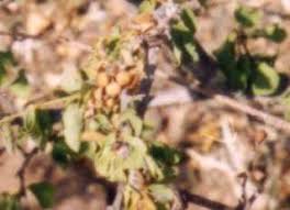 Image result for Grewia microthyrsa