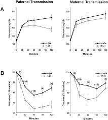 Arthur moses is a member of vimeo, the home for high quality videos and the people who love them. Increased Insulin Sensitivity In Gsa Knockout Mice Journal Of Biological Chemistry