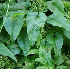 Image result for Stolzia heiligenthalii