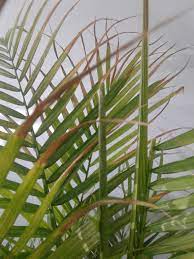 Learn Why The Fronds On Majesty Palms Turn Brown And Yellow At Https Www Houseplant411 Com Askjudy Why Do Leaves On Palm Tree Care Palm Plant Care Palm Plant