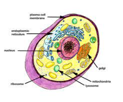 How Do Healthy Cells Work? | Oncolink