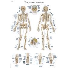 The Human Skeleton Anatomical Chart