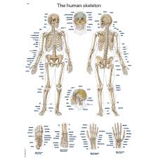 the human skeleton anatomical chart