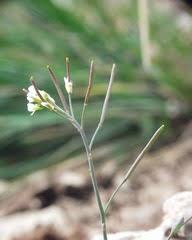 Image result for Erucastrum arabicum