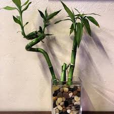 Supplies needed to plant bamboo are a vase or plant pot without a hole in the bottom, river rocks, wire ties, room temperature water and 6 to 8 sticks of. Lucky Bamboo Insteading