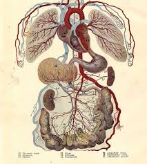 Vintage Human Anatomy Circulatory System 1920s Original