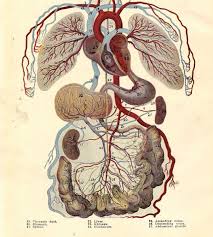 vintage human anatomy circulatory system 1920s original