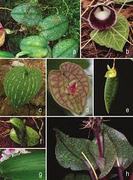 Image result for Disperis katangensis