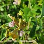 Image result for Wajira grahamiana