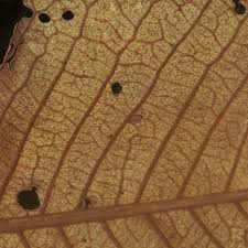 Image result for Pycnanthus