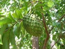 Jika tidak boleh tak pak ali berikan saya informasi tentang pupuk yang saya harus berikan dan jumlah penggunaan untuk setiap pokok pepaya? Anim Agro Technology Sedia Benih Durian Belanda