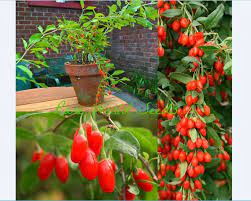 You also need to amend the soil with organic matters like compost before you go for planting. Seeds Goji Berry Synthia New Cultivar Sweeter And Etsy