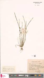 Image result for Schoenoplectiella roylei